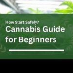 Cannabis Guide for Beginners