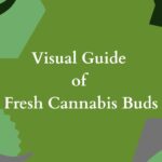 Fresh Cannabis Buds look like