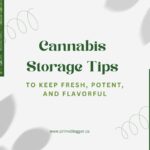 Best Cannabis Storage Tips to Keep It Fresh, Potent, and Flavorful