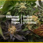 The three classifications you'll hear most often are indica, sativa, and hybrid. These categories come from traditional cannabis botany, where growers identified distinct plant varieties with different growth patterns, appearances, and effects.