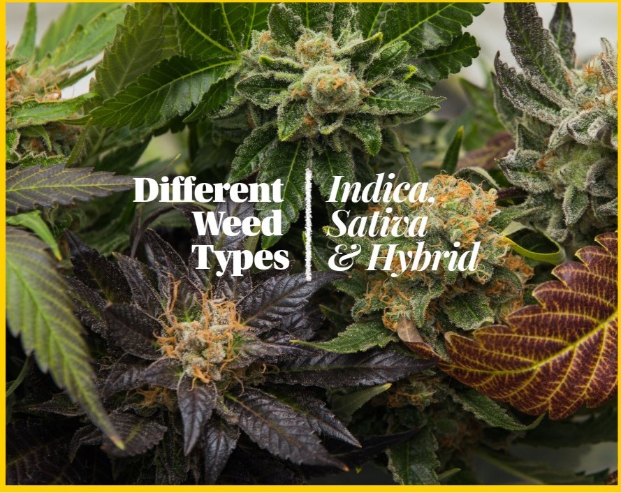 The three classifications you'll hear most often are indica, sativa, and hybrid. These categories come from traditional cannabis botany, where growers identified distinct plant varieties with different growth patterns, appearances, and effects.