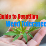 A cannabis tolerance break, or "T-break," means pausing THC use for a set period. During this time, your body's CB1 receptors — the ones THC binds to — get a chance to reset.