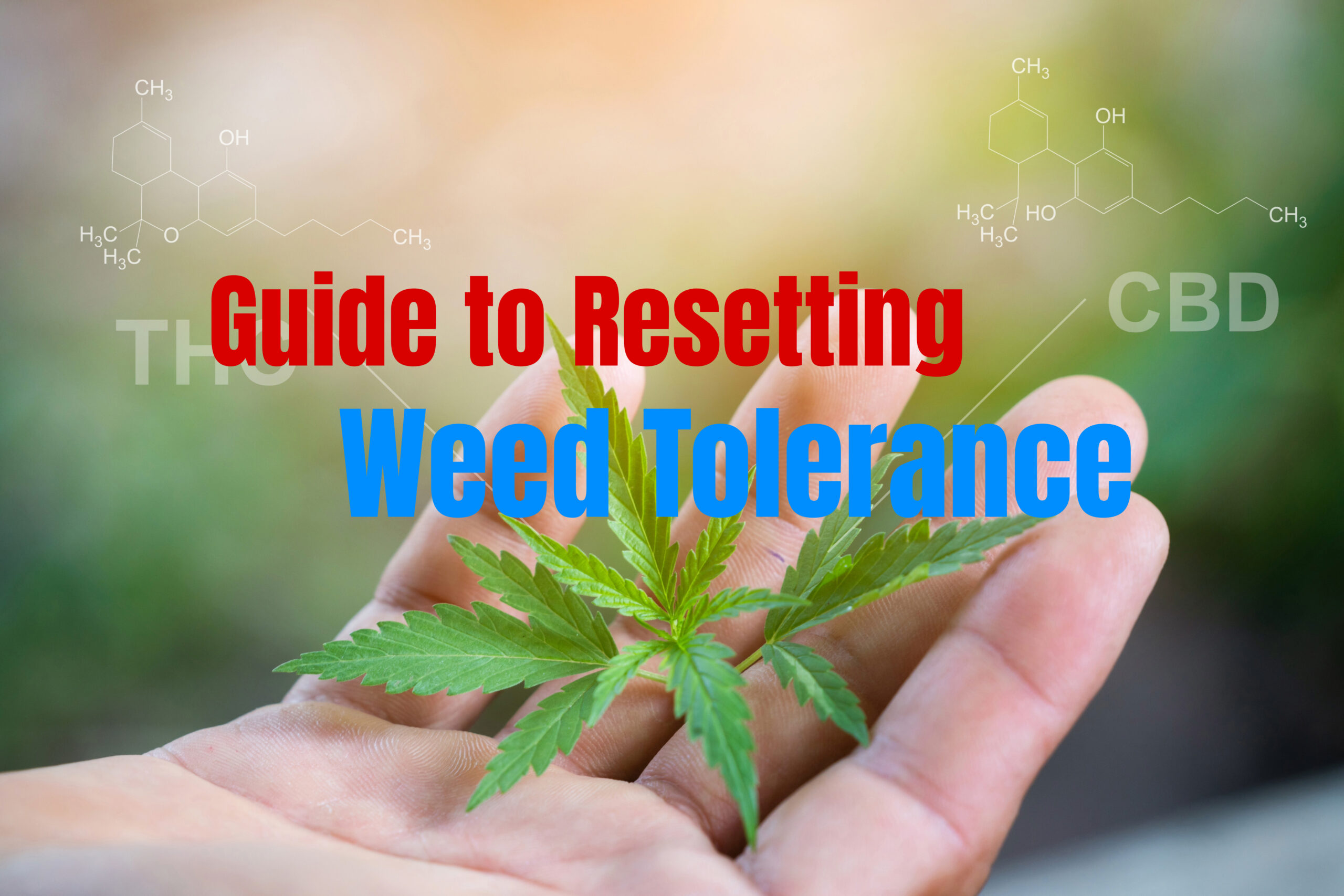 A cannabis tolerance break, or "T-break," means pausing THC use for a set period. During this time, your body's CB1 receptors — the ones THC binds to — get a chance to reset.